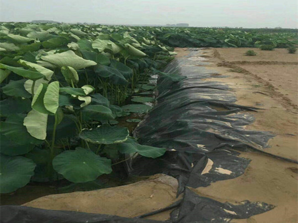 莲藕防渗膜图片第2张-盈旭土工材料